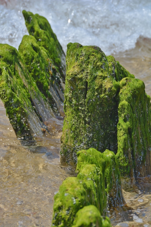 algae-covered pilings